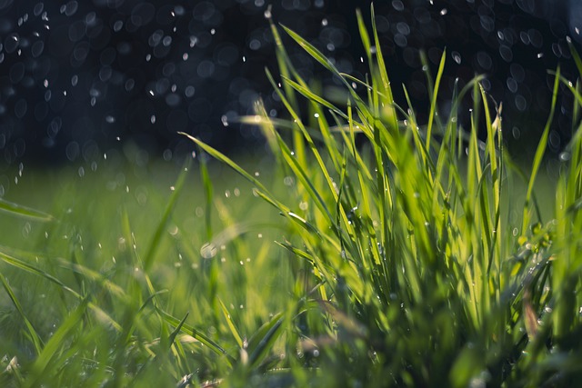 Hvordan påvirker mos din græsplæne og hvordan kan du løse problemet?