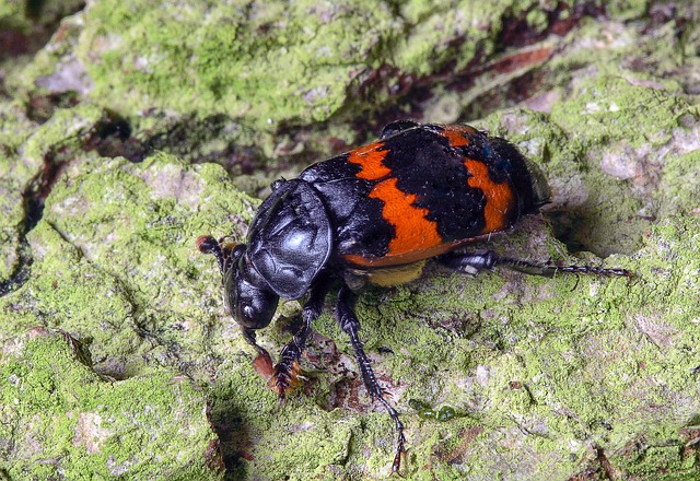 Uventede opgaver: Hvad bedemænd egentlig gør