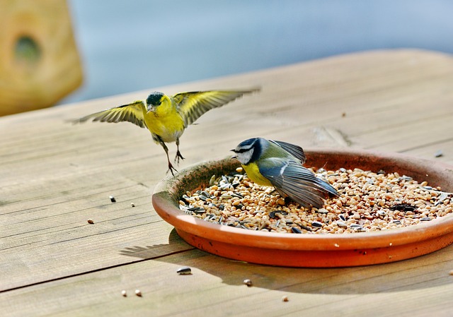 Fra frø til festmåltid: Sådan laver du hjemmelavet fuglefoder til dine flyvende venner