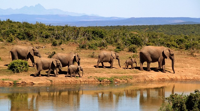 Elefantfod: En fascinerende rejse gennem dens evolution og betydning for økosystemet