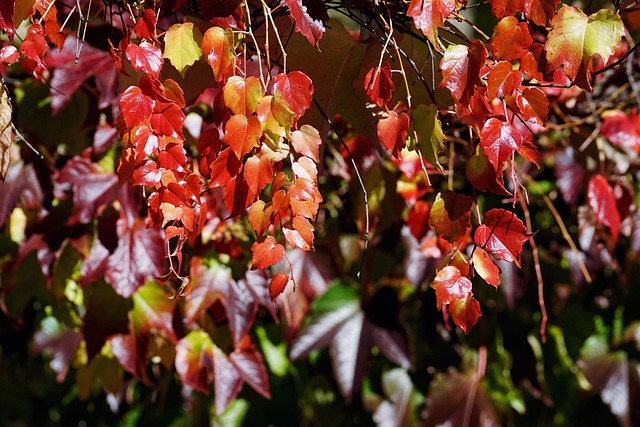 Efeu: Den ultimative guide til dyrkning og pleje af denne populære klatreplante