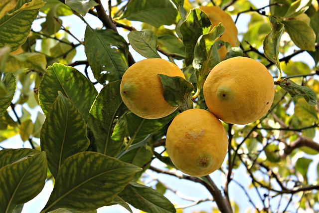 Sådan dyrker du dit eget citrontræ i vindueskarmen
