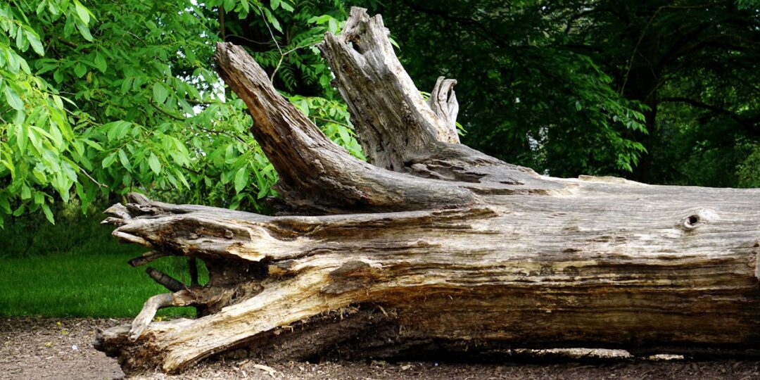 Træfældning: Sikker fældning af træer fra planlægning til oprydning